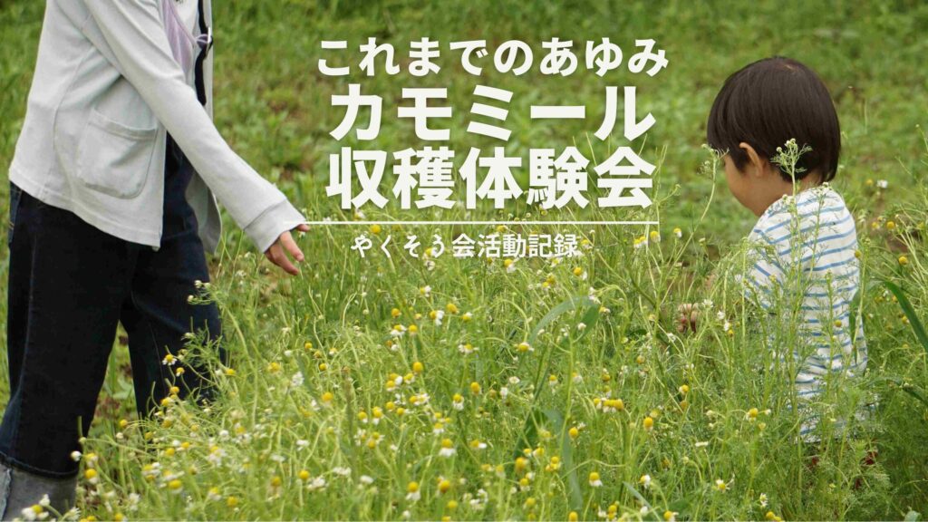 カモミール収穫体験会 これまでのあゆみ