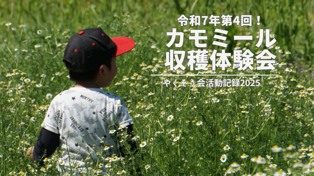 令和7年第4回カモミール収穫体験会開催!