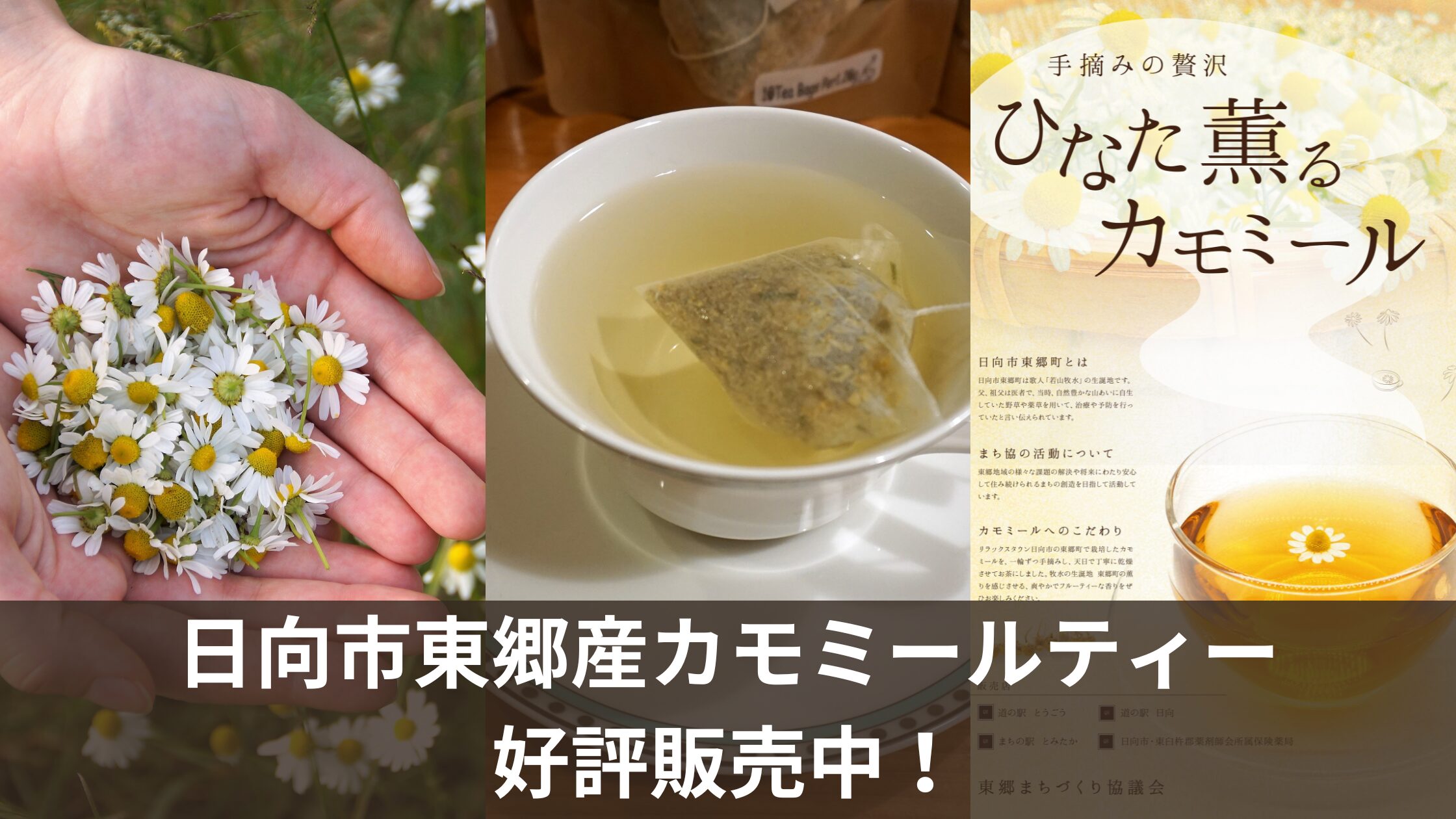 日向市東郷産カモミールティー好評販売中！