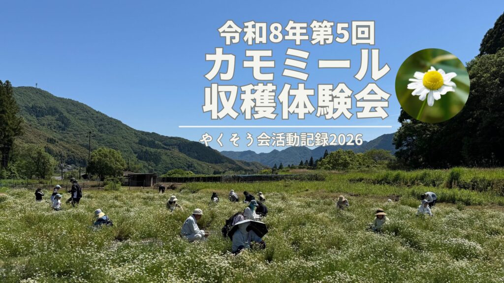 令和8年第5回カモミール収穫体験会開催！